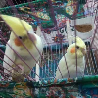 عروس هلندی|پرنده|کلاله, |دیوار