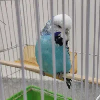 مرغ عشق انگلیسی ماده|پرنده|بابلسر, |دیوار