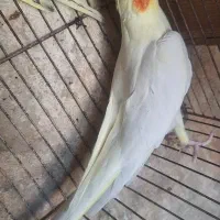 عروس هلندی ماده مست