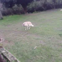 سگ چوپانی و محلی