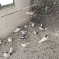 کبوتر فروشی