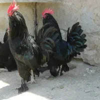 تعدادی مرغ تخم گذار و خروس مرندی نژاد دار. فروشی