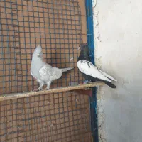 کفتر سینه|پرنده|شیراز, گلشن|دیوار