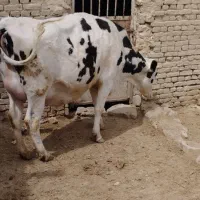 گاو|حیوانات مزرعه|نیشابور, ماروسک|دیوار