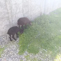 ۲ تا بره افشار|حیوانات مزرعه|گنبد کاووس, |دیوار