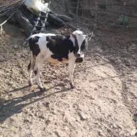 گاوباگوساله نر به فروش میرسد|حیوانات مزرعه|سنگر, |دیوار