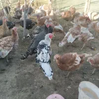 فروش بوقلمون