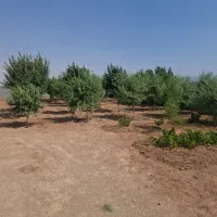 فروش زمین باغی