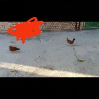 9عدد جوجه ی چهار ماهه کوردی اصل