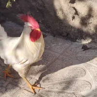 خروس|حیوانات مزرعه|قروه, |دیوار