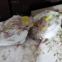 عروس سرلاکی