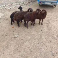 چهار عدد بره
