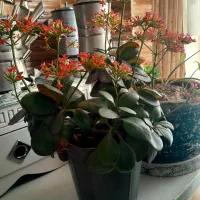 گل قاشقی پرگل