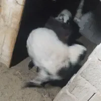 بره ماده شاخ دار