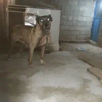 سگ‌سرابی ۳و نیم ساله سر و کله دار