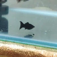 مولی دم شمشیری جفتی65|ماهی|پاکدشت, پاکدشت (مامازند)|دیوار