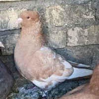 زرد،دم سفید،قره زرد،سوسکی