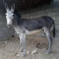 الاغ|حیوانات مزرعه|تهران, سلیمانی|دیوار