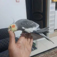 عروس هلندی  نر سخنگو