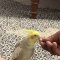 گمشدهعروسهلندی