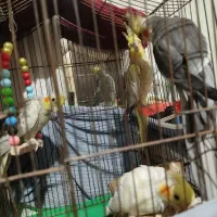 عروس هلندی|پرنده|رشت, پاره بیجار|دیوار