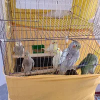 عروس هلندی دستی