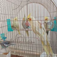 عروس هلندی  معاوضه به علت جابه جایی|پرنده|شیراز, کوی زهرا|دیوار