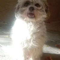 سگ شیتزو تریر|سگ|مشهد, وکیل‌آباد|دیوار