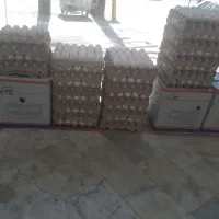 تخم مرغ باقیمت عمده
