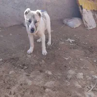 توله سگ|سگ|شیروان (خراسان), |دیوار