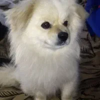 واگذاری اشپیتزپامر اصیل