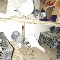 پرنده فروشی میرآباد کردشت|پرنده|ریگان, |دیوار