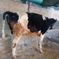 گوساله 2 ساله پرواری