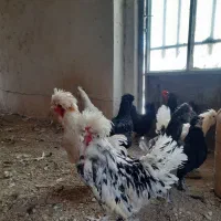 مرغ و خروس جوان