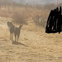 واگذاری سگ قدرجونی جونووری