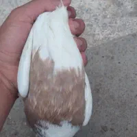 کبوتر|پرنده|خرمشهر, |دیوار