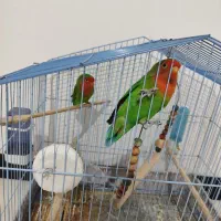 طوطی برزیلی|پرنده|باغستان, |دیوار