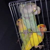 طوطی برزیلی|پرنده|فومن, |دیوار