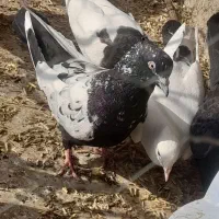 سینه سیاه نر|پرنده|جوین, |دیوار