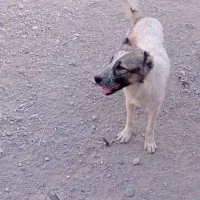 سگ سرابی|سگ|بستان آباد, |دیوار