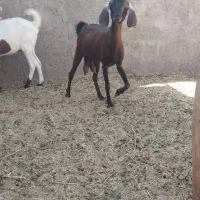 بز پاکستانی پنج آبی|حیوانات مزرعه|رفسنجان, |دیوار