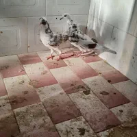 کبوتر عالی|پرنده|بیله سوار, |دیوار