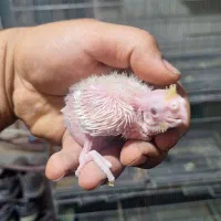 عروس هلندی سرلاکی|پرنده|کازرون, |دیوار