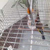 سهره جفتی رومست