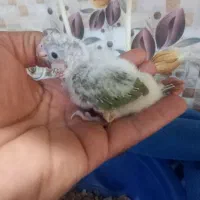 طوطی گرینچک