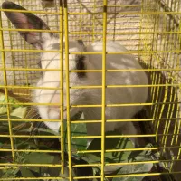 خرگوش برفی دستی