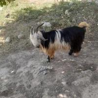 تیبز بعده کمری|حیوانات مزرعه|ایذه, |دیوار