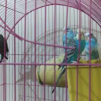 5عدد مرغ عشق دم تخم درحال لونه گرم کردن ضمانتی