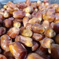 خرما زاهدی