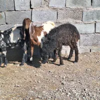 ۲ تا کره یک بره|حیوانات مزرعه|رفسنجان, |دیوار